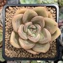 Echeveria 'Yellow Champaign' 2" Succulent Plant