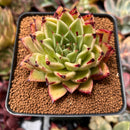 Echeveria Agavoides 'Sarabony' 2"-3" Succulent Plant