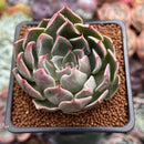 Echeveria 'Shanarae 2" Air Magic Hybrid Succulent Plant