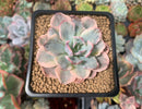 Echeveria 'Holwayi' Variegated 3" Succulent Plant