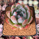 Echeveria 'Colorata' 3" Powdery Succulent Plant
