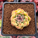 Echeveria 'Shrin' 1" Succulent Plant