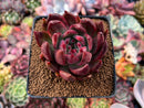 Echeveria Agavoides 'Helia' 2"-3" Succulent Plant