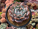 Echeveria 'Orange Monroe' 5" Large Powdery Succulent Plant