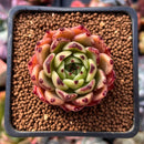 Echeveria Agavoides 'Sarahime' Super Clone 1"-2" Succulent Plant