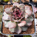 Echeveria 'Black Coco' 3"-4" New Hybrid Succulent Plant