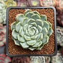 Echeveria 'Cream Sara' 2" Air Magic Hybrid Succulent Plant