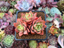 Echeveria 'Ice Pinky' 2" Cluster Succulent Plant