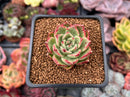 Echeveria sp. 1" Succulent Plant