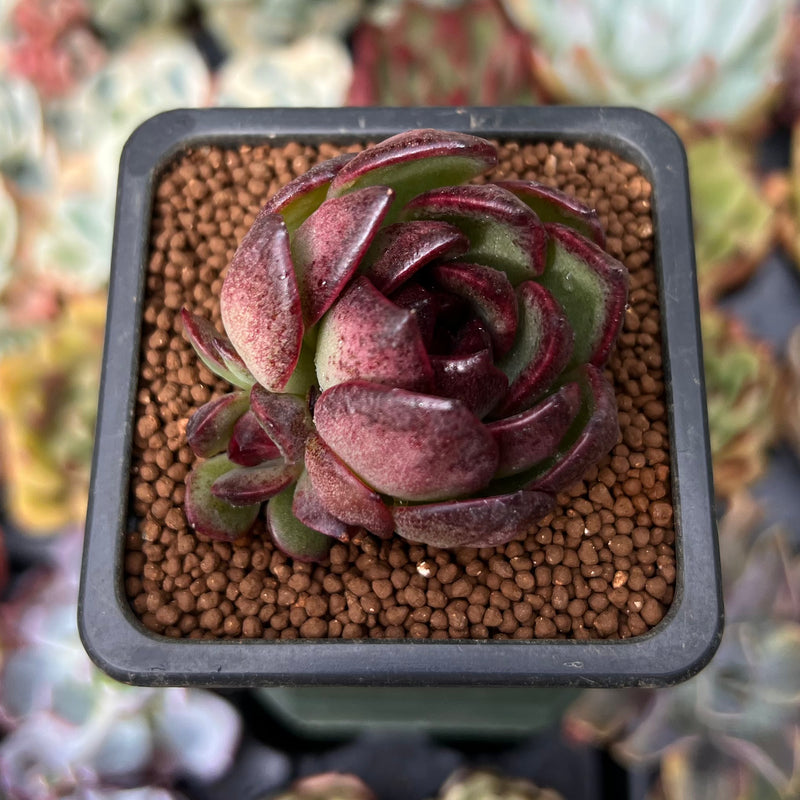tiger succulent plant Echeveria 'Black Tiger' 1" Succulent Plant