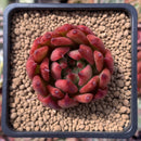 Echeveria Agavoides 'Frank Reinalt' 2" Succulent Plant