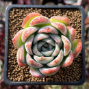 Echeveria 'Elena' 2" Succulent Plant