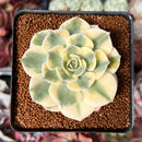 Echeveria 'Compton Carousel' 2" Succulent Plant