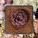 Echeveria 'Black Smoke' 1" New Hybrid Succulent Plant