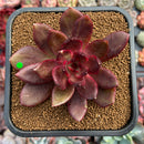 Echeveria 'Love and War' 3"-4" Succulent Plant