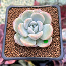 Echeveria 'Icy Green' 2" Succulent Plant