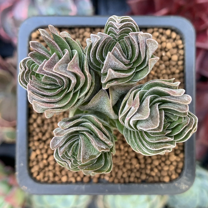 Crassula 'Buddha's Temple' 1