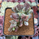 Cotyleydon Orbiculata Var. 'Hoppi' Variegated 3" Succulent Plant