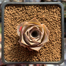 Greenovia 'El Hiero' 1" Succulent Plant