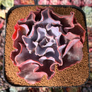 Echeveria 'Osmanthus' New Hybrid 4" Succulent Plant