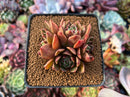 Echeveria Agavoides 'Rudolph' 3" Cluster Succulent Plant