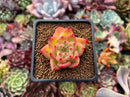 Echeveria Agavoides 'Chalstone' 1" Succulent Plant