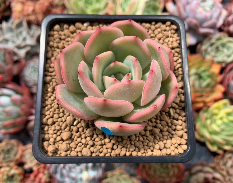 Echeveria Agavoides 'Glam Pink' 3" Succulent Plant