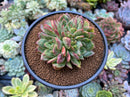 Echeveria Agavoides 'Nubeoleon' 3"-4" Crested Succulent Plant