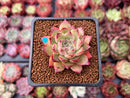 Echeveria Agavoides 'Joy' 1" Succulent Plant