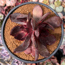 Echeveria 'Love and War' 3" Succulent Plant