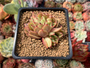 Echeveria Agavoides 'Chou' Crested 2" Succulent Plant