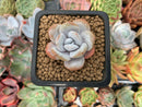 Echeveria 'Laui' 1" Powdery Succulent Plant