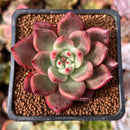 Echeveria Agavoides 'Chanel Pink' 2" Succulent Plant