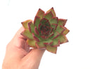 Echeveria 'Rubra' 3"-4" Rare Succulent Plant