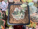Echeveria 'Tango' Variegated 1" Small Succulent Plant