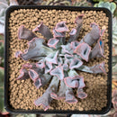 Echeveria 'Trumpet Pinky' 2"-3" Succulent Plant