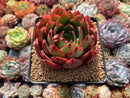 Echeveria Agavoides 'Salu' 3"-4" Succulent Plant