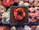 Echeveria 'Golden Burger' 1" Small Succulent Plant