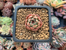 Echeveria Agavoides 'Black Sapphire' 1" Succulent Plant