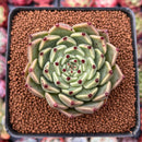 Echeveria Agavoides 'Sarabony' 1" (Seed Grown) Succulent Plant
