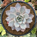 Echeveria 'Pinglu' 2"-3" Succulent Plant