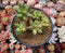 Pachyphytum 'Compactum' 5" Succulent Plant
