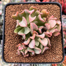 Echeveria 'Black Hawk' 2" Cluster Succulent Plant
