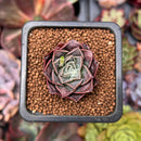 Echeveria 'Water Drop' 1" Succulent Plant