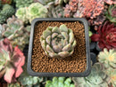 Echeveria 'Purple Internet' 1" New Hybrid Succulent Plant