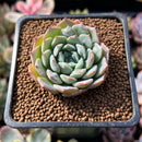 Echeveria 'Eyeball' 1" New Hybrid Succulent Plant