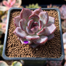 Echeveria 'Odette' 1"-2" Succulent Plant