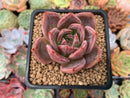 Echeveria 'Pink Champaign' 2" Succulent Plant