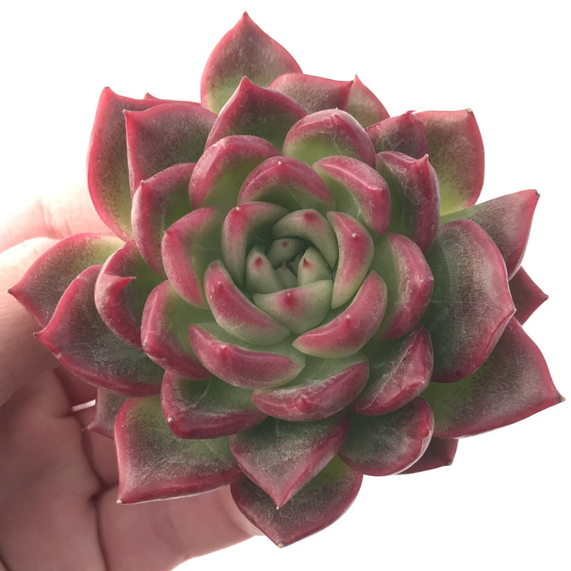 succulent in spanish Echeveria Agavoides 'Love letter' 3" Succulent Plant – True Succulents Plant Co