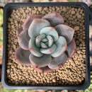 Echeveria 'Purple Champaign' 2" Succulent Plant